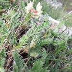 Astragalus sirinicus SIC Le Torraie - Monte Lesima (loc. vetta Lesima) – foto Paolo Losio